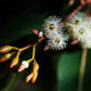 ACTIVE AUSTRALIAN JARRAH HONEY TA35+
