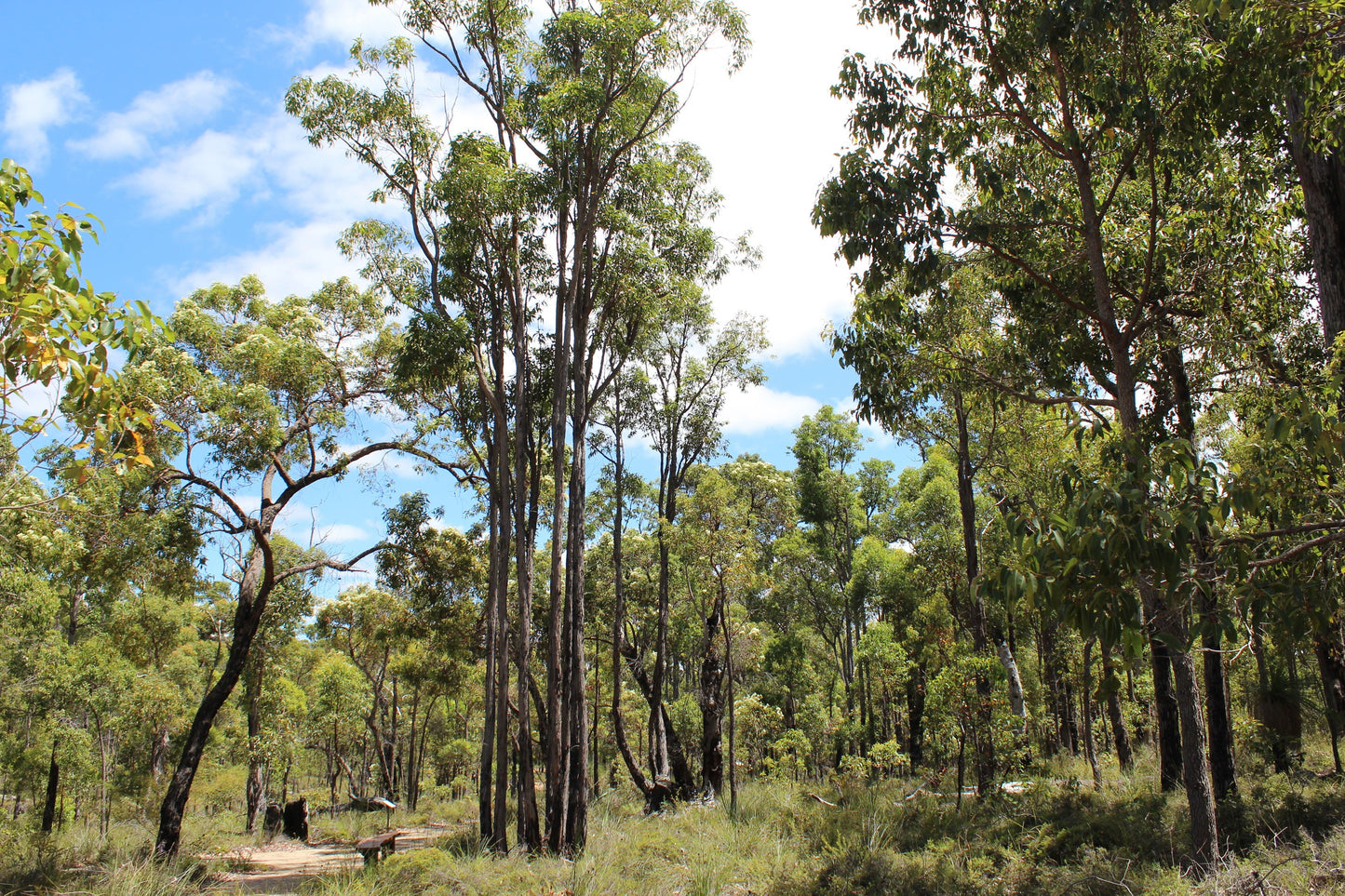 ACTIVE AUSTRALIAN JARRAH HONEY TA35+