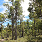 SUPER ACTIVE AUSTRALIAN JARRAH HONEY TA50+