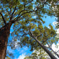 ACTIVE AUSTRALIAN JARRAH HONEY TA35+