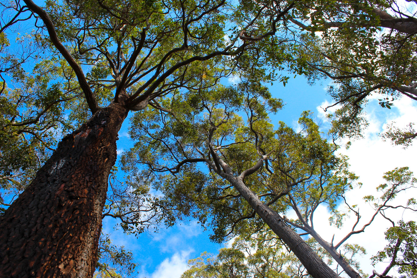 ACTIVE AUSTRALIAN JARRAH HONEY TA35+