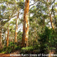 ACTIVE AUSTRALIAN KARRI HONEY TA30+
