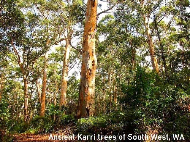 ACTIVE AUSTRALIAN KARRI HONEY TA30+