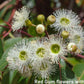 ACTIVE AUSTRALIAN MARRI HONEY TA35+