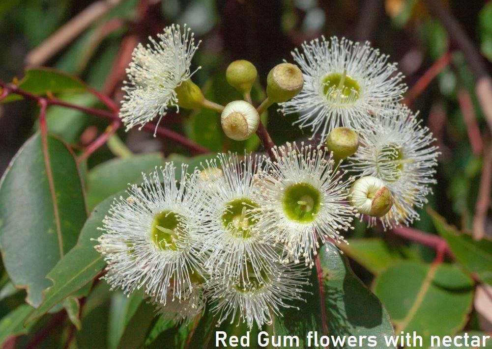 ACTIVE AUSTRALIAN MARRI HONEY TA35+